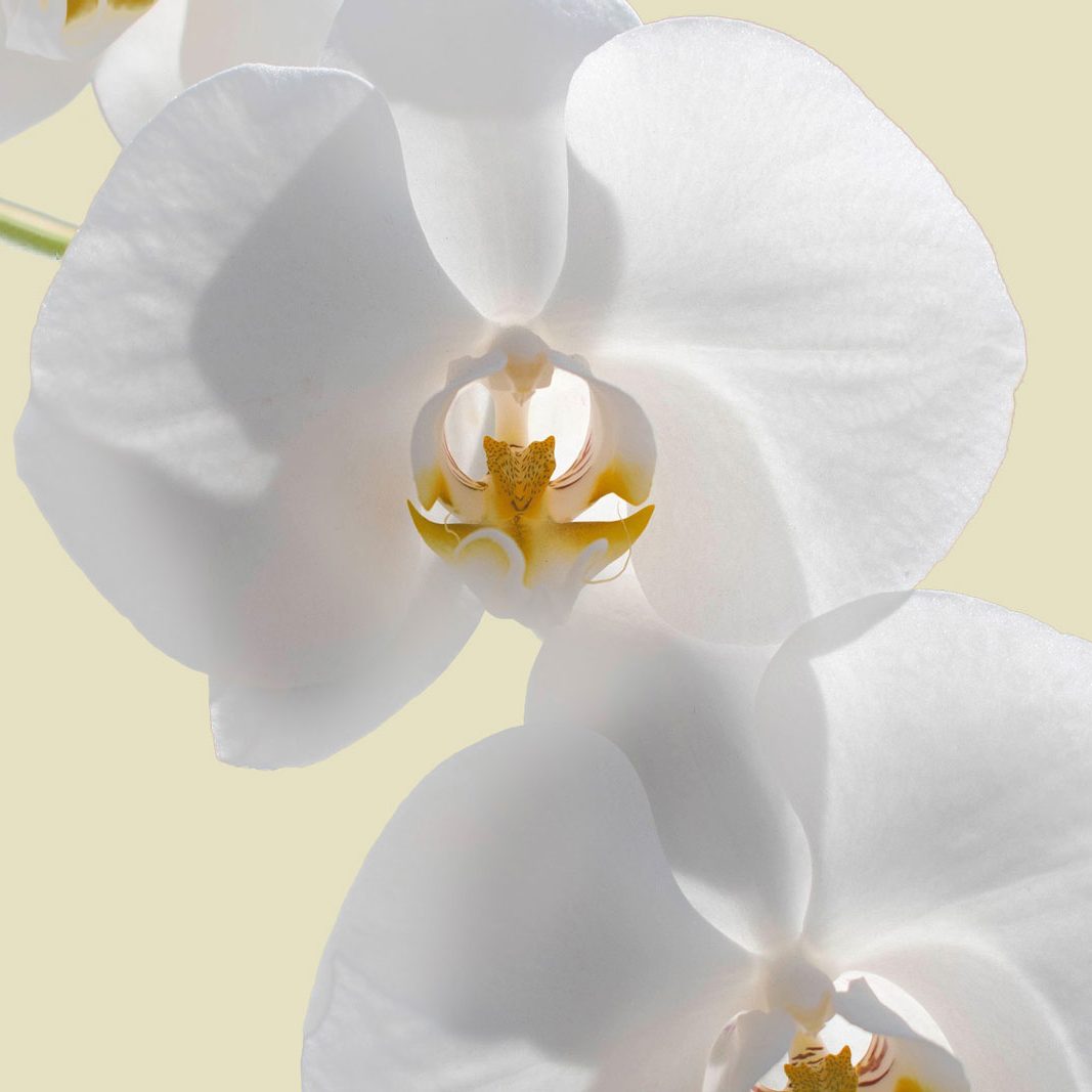 Weiße Orchideenblüten vor einem cremefarbenen Hintergrund.