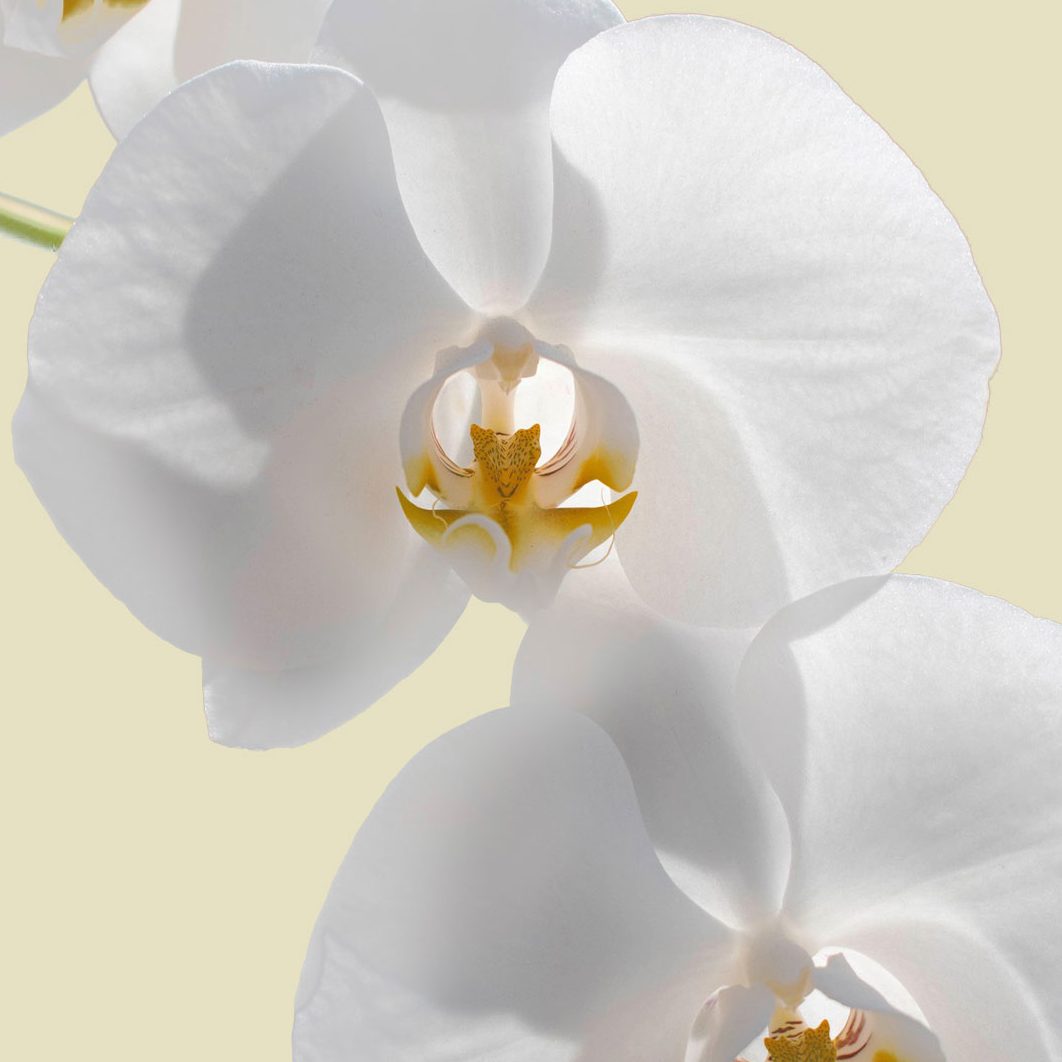 Weiße Orchideenblüten vor einem cremefarbenen Hintergrund.