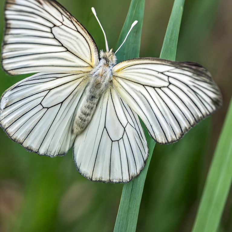 Ein weißer Schmetterling fliegt vorbei vor einem Hintergrund aus langen, grünen Grashalmen.